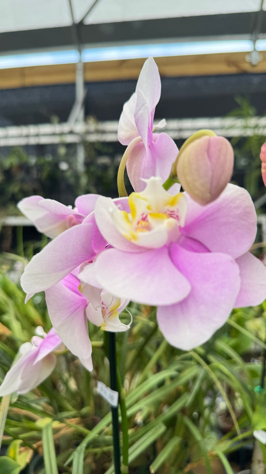 PHALAENOPSIS PINK 5"