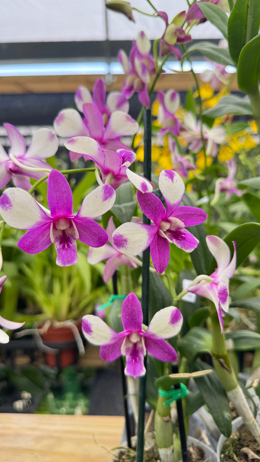 DENDROBIUM SHAVE PANDA 4"