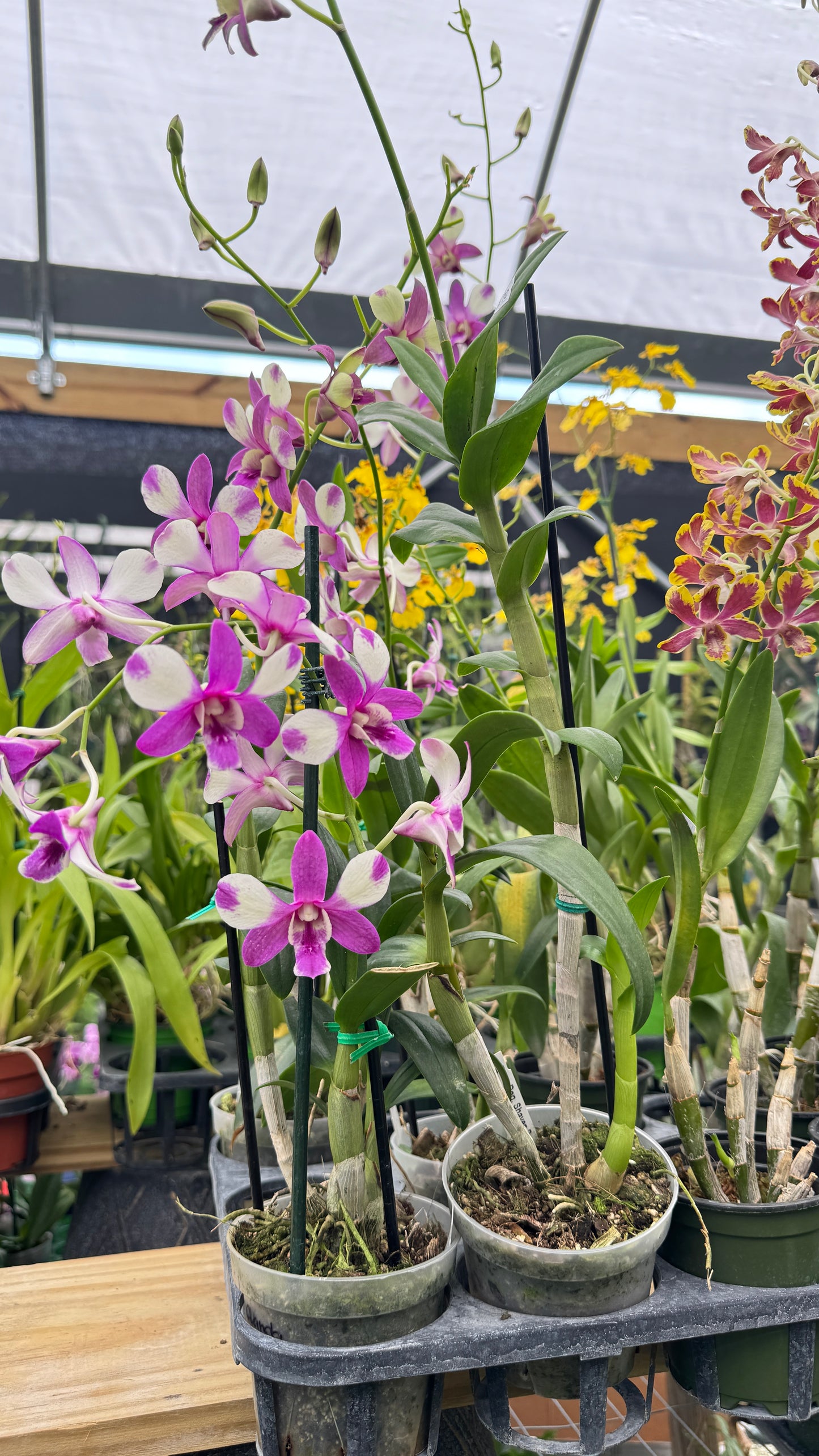 DENDROBIUM SHAVE PANDA 4"