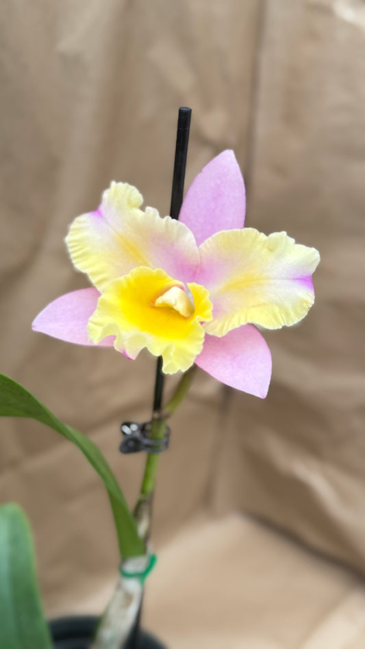 Rlc. Momilani Rainbow 'Elizabeth Off' 6"