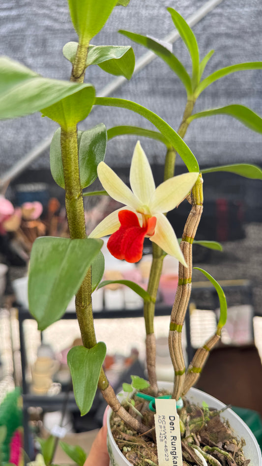 DENDROBIUM RONGKAMOOL 4"