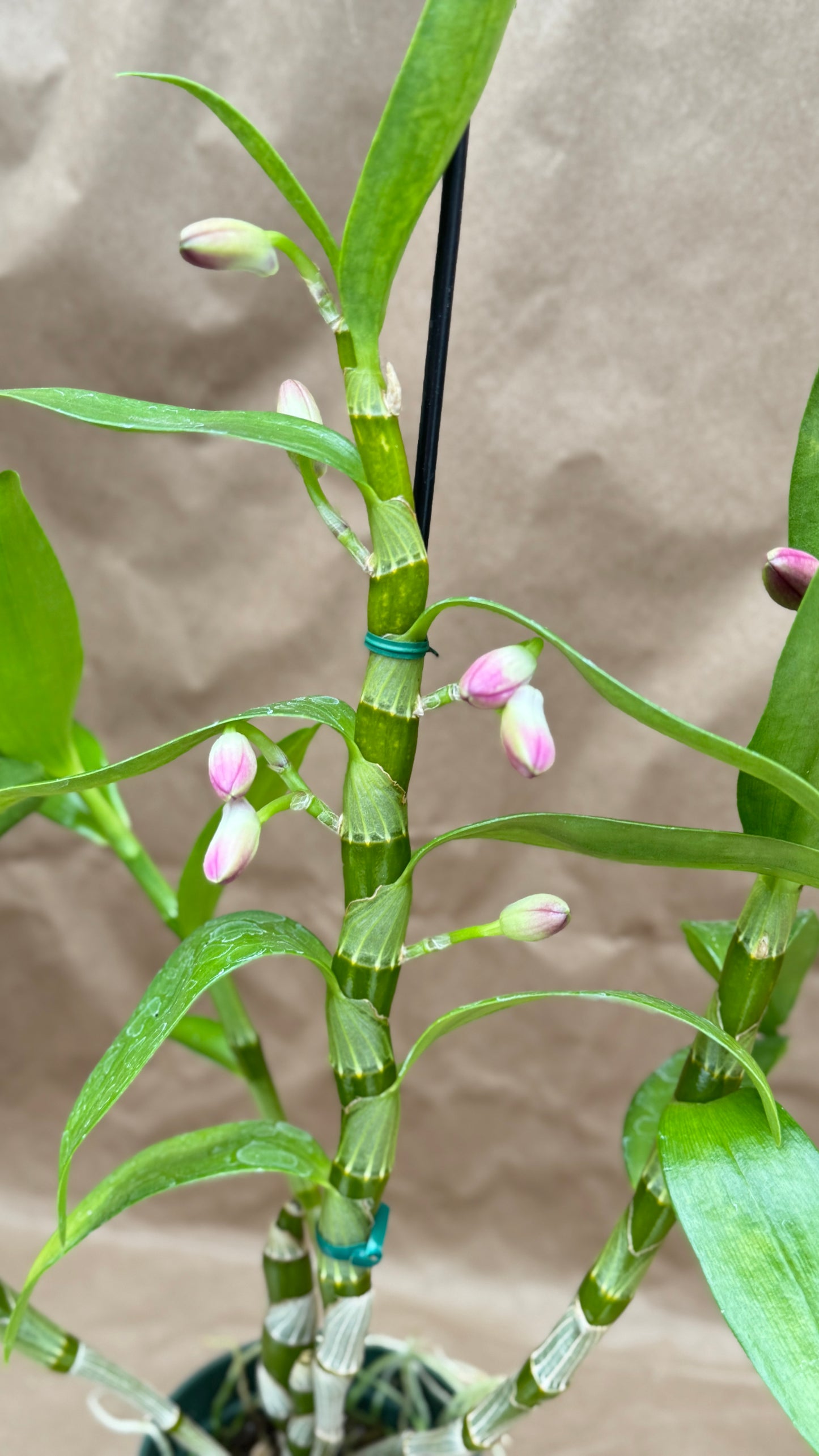 Dendrobium Nobilis 4" Pink