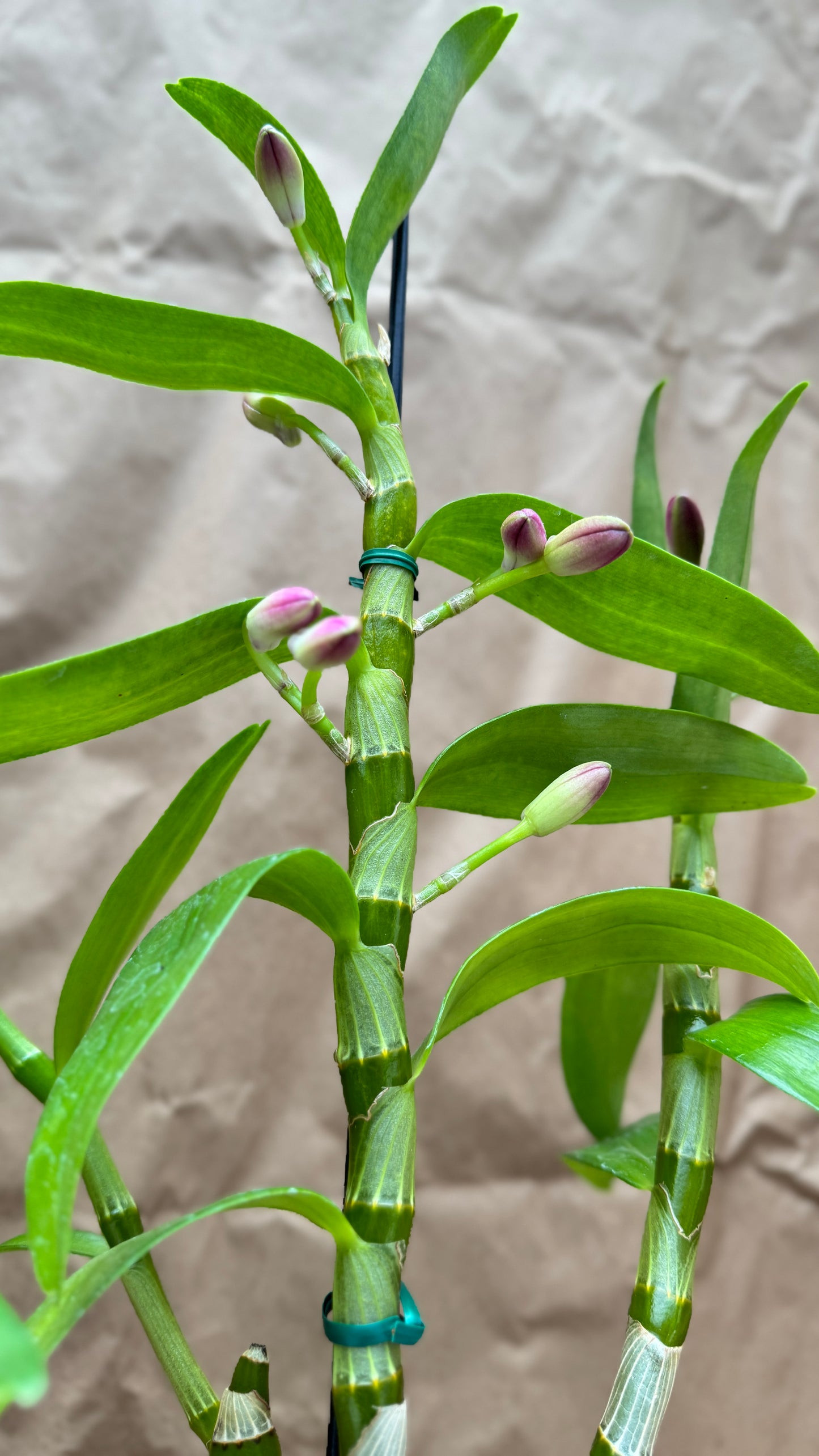 Dendrobium Nobilis 4" Pink