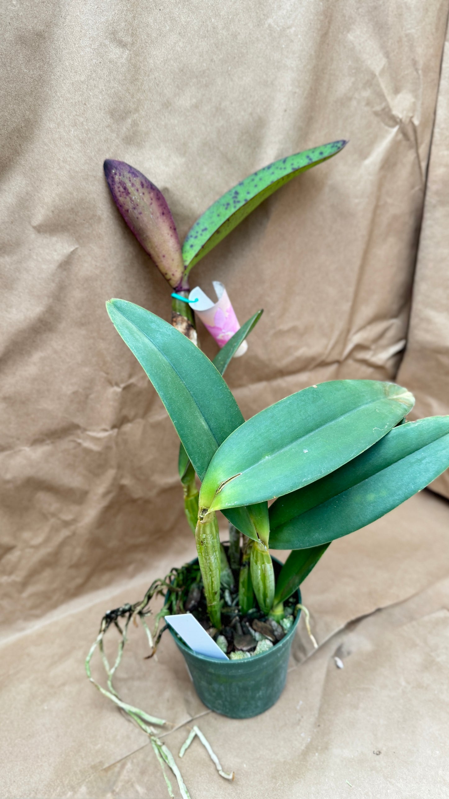 Cattleya Luedemniana 4"