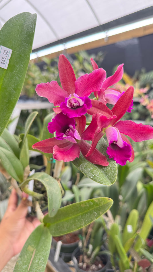 LAELIOCATTLEYA MINI SONG X SCHOM ROSEA 4"