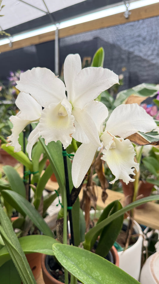 CATTLEYA SNOW WHITE 6"