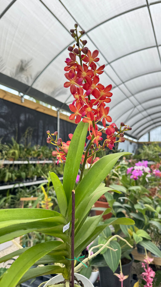 PRRA TANGO FIRE 4"