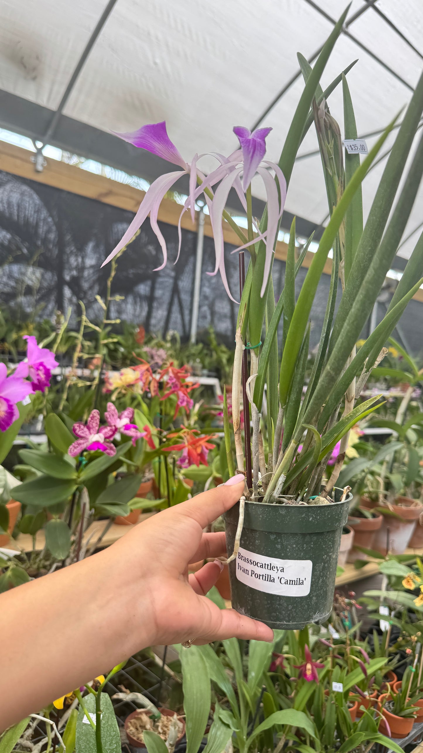 BRASOCATTLEYA IVAN PORTILLA ' CAMILA' 4"