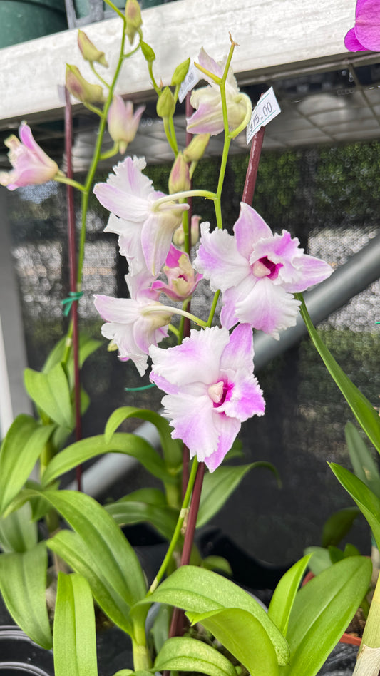 DENDROBIUM NEW NORMAL 4"