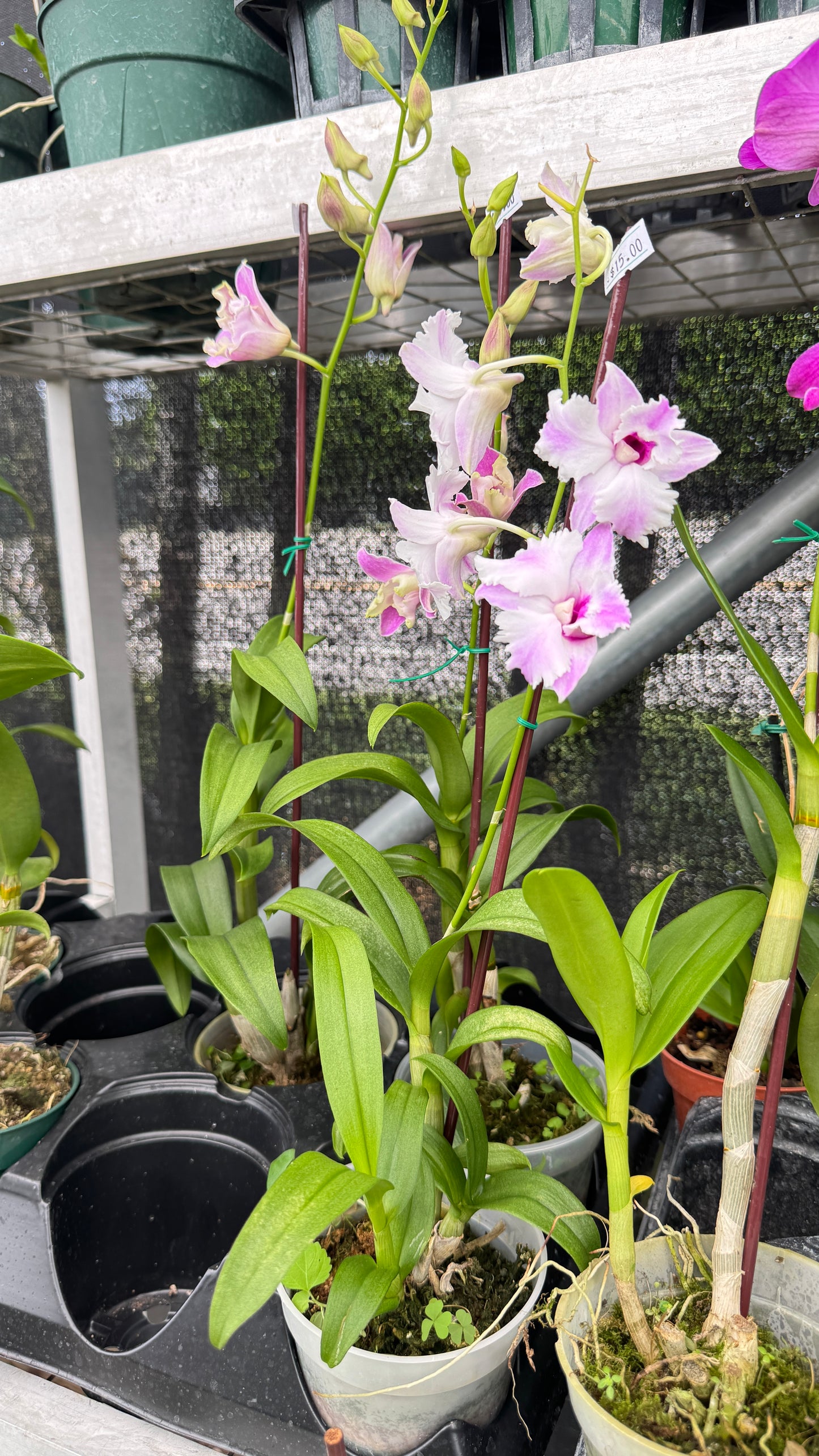 DENDROBIUM NEW NORMAL 4"