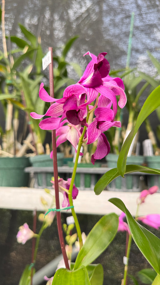 DENDROBIUM CEASER 4"