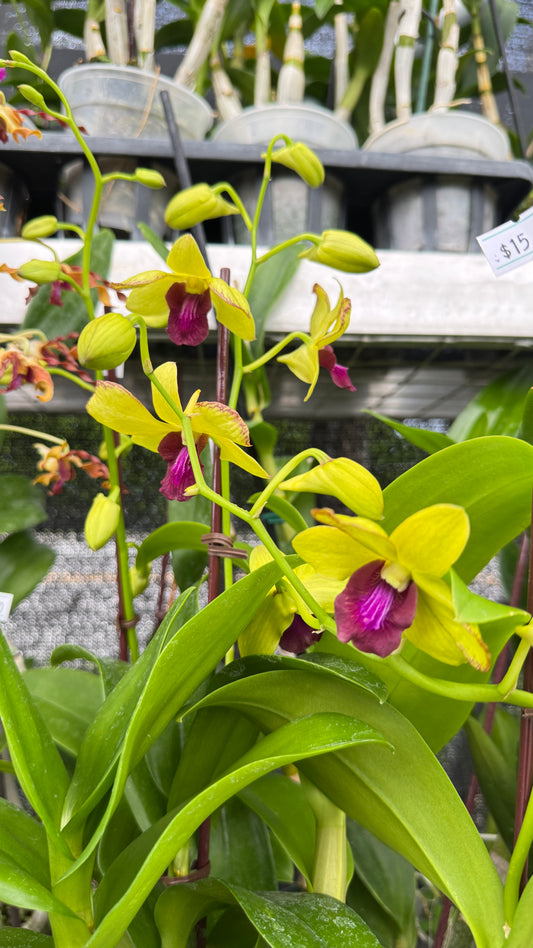 DENDROBIUM YELLOW 4"