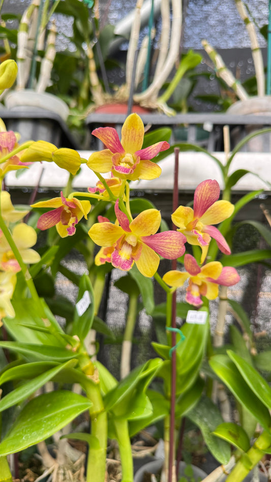 DENDROBIUM PRETTY DOLL 4"
