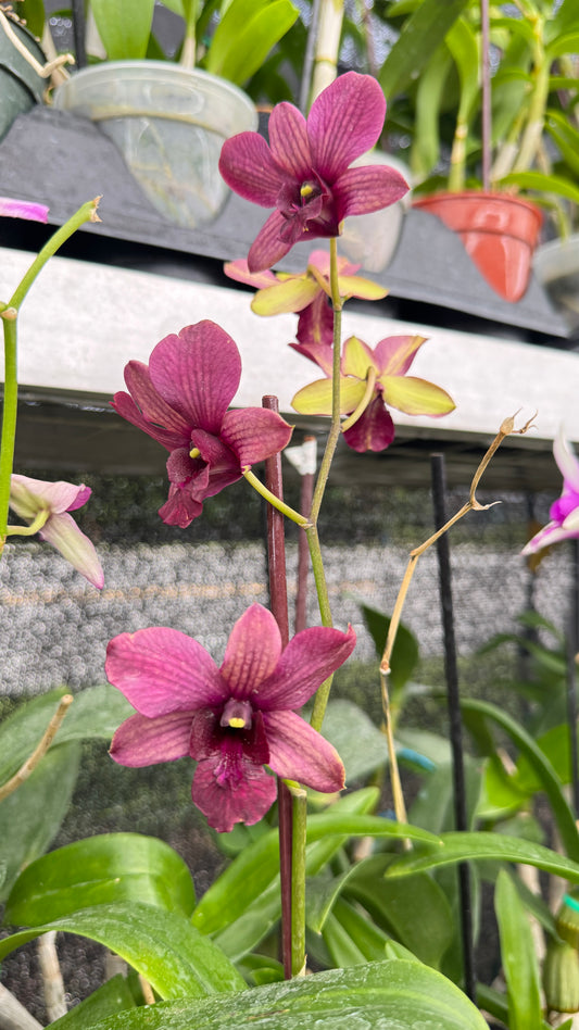 DENDROBIUM BURGUNDY 4"