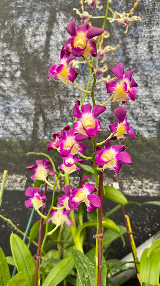 DENDROBIUM SUNSHINE 4"