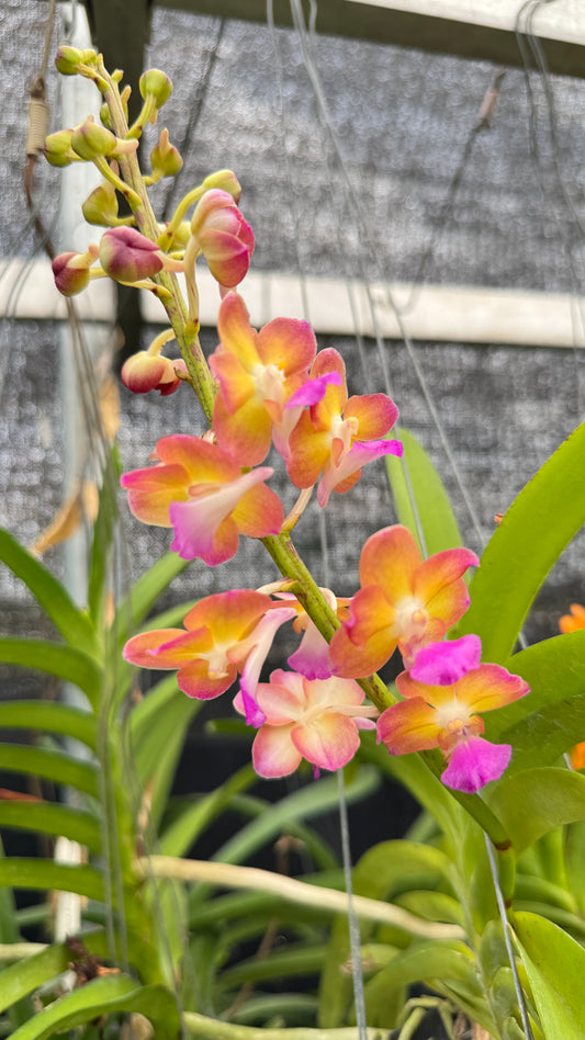 BANGKOK SUNSET X AERIDES LAWRENCEA
