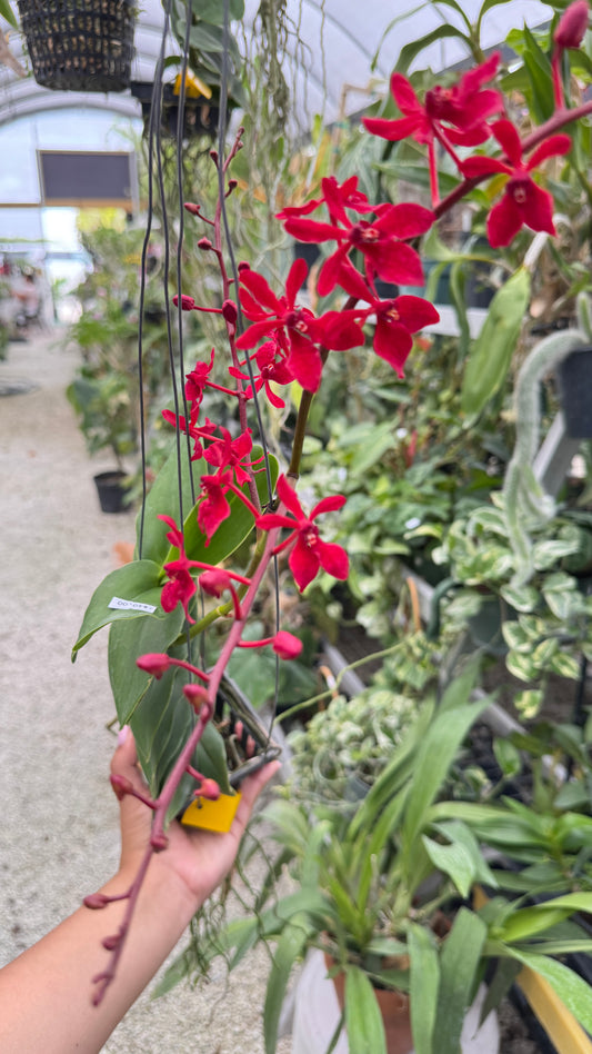RENANTHERA RED