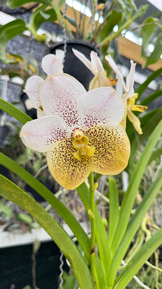 VANDA WHITE AND YELLOW