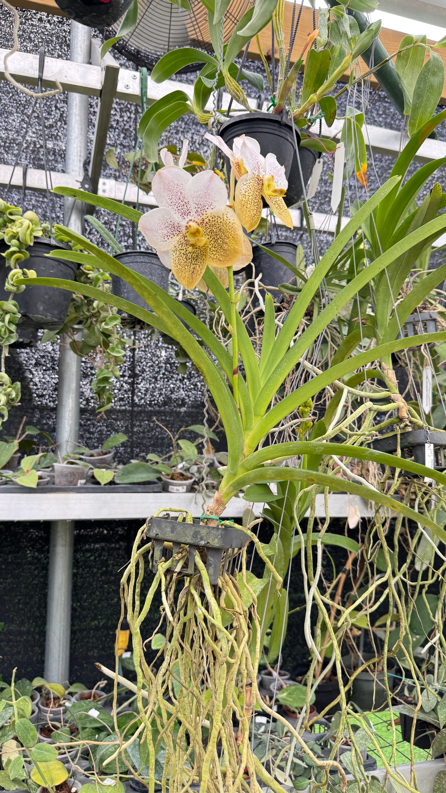VANDA WHITE AND YELLOW