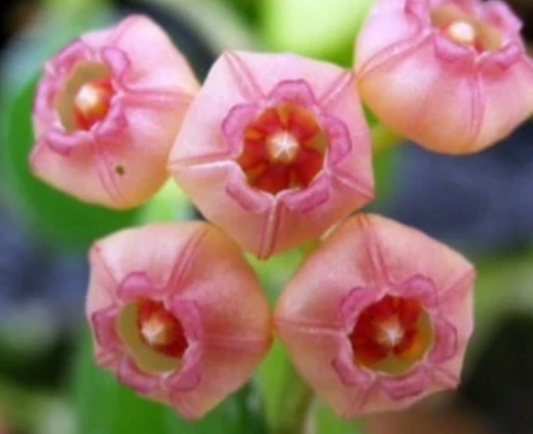 Hoya Heuschkeliana Pink Flower 3"