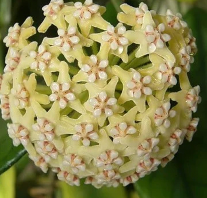 HOYA GLOBUSA 3"