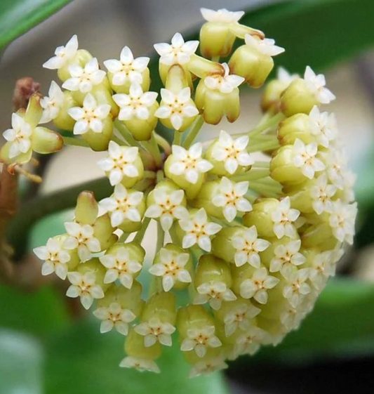 Hoya Macgregorii 3"