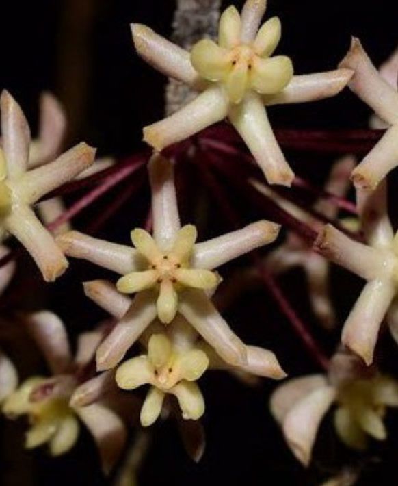 HOYA UNCINATA 3"