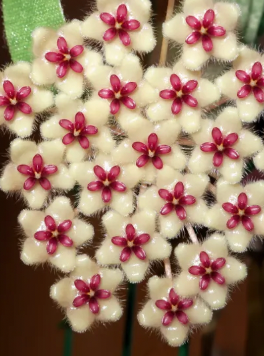 HOYA PHUWUAENSIS 3"