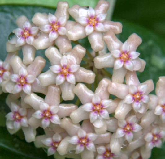 HOYA PALLIDA 3"