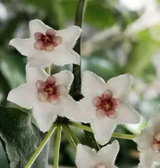 HOYA ROSTELLATA HUMMINGBIRD 3"