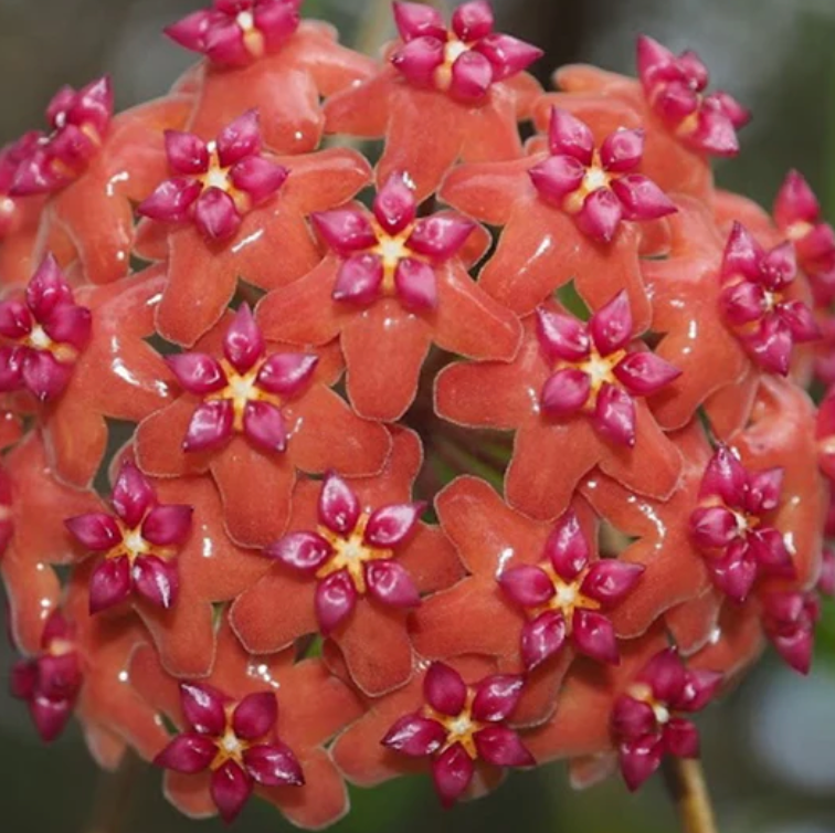 HOYA BEGUENTENSIS 3"