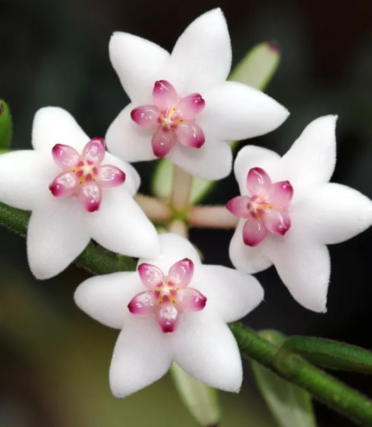 HOYA ENGLERIANA 3"