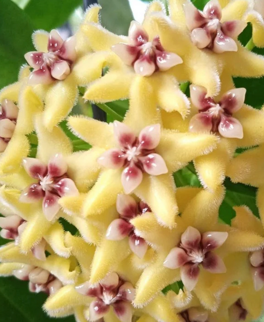 HOYA HALCONENSIS 3"