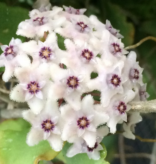 HOYA KANYAKUMARIANA 3"