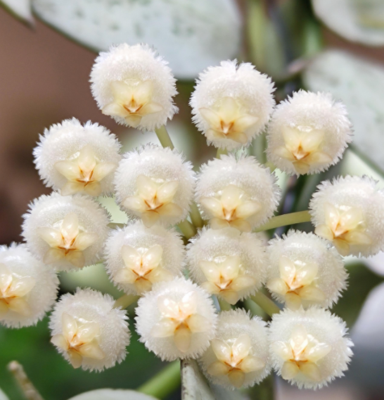 HOYA KHORIANA BLACK LEAVES 3"