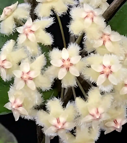 HOYA ERYTHINA 3"