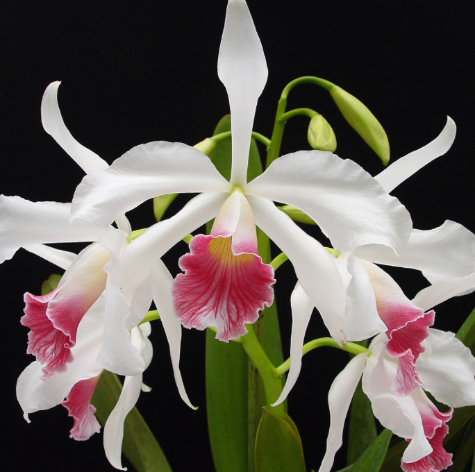 LAELIA PURPURATA VAR CARNEA 4" NO FLOWER