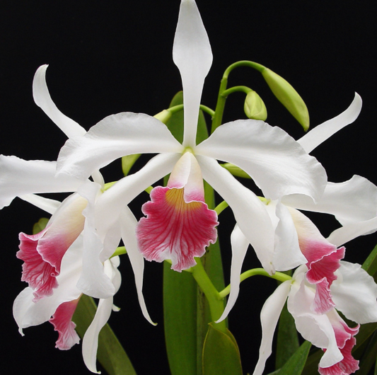 LAELIA PURPURATA VAR CARNEA 4" NO FLOWER