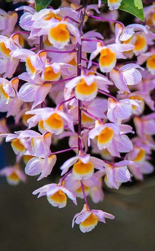 DENDROBIUM FARMERII 4" PINK