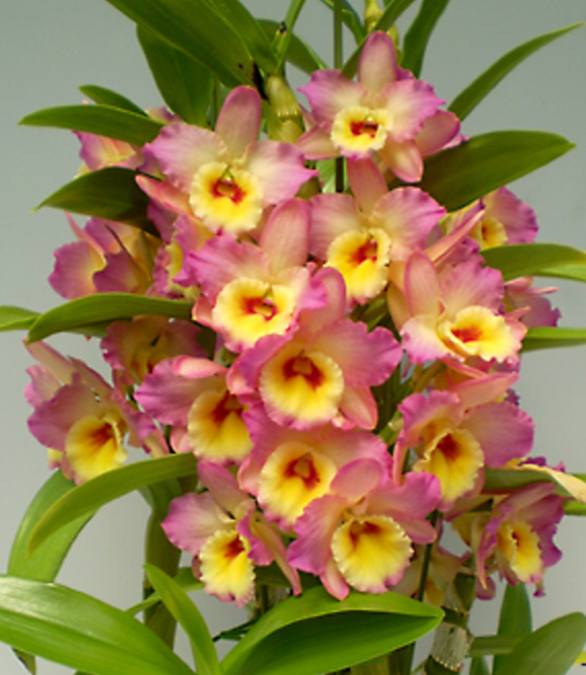 Dendrobium Nobile Asian Beauty Eden 4"