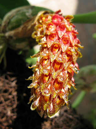 Bulbophyllium Crassipes 4"