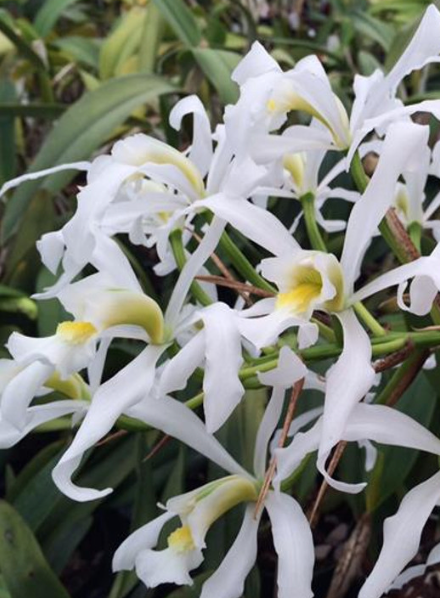 Laelia Superbiend Alba 4"