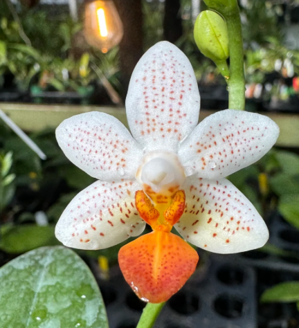 Phalaenopsis Mini Mark 3"