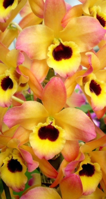 Dendrobium Oriental Smile'Butterfly' 4"