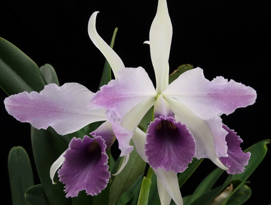 Cattleya C.G Roebling 1895 4"