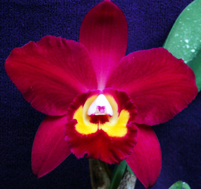 Rhyncholaeliocattleya Hawaiin Prominence America 4"