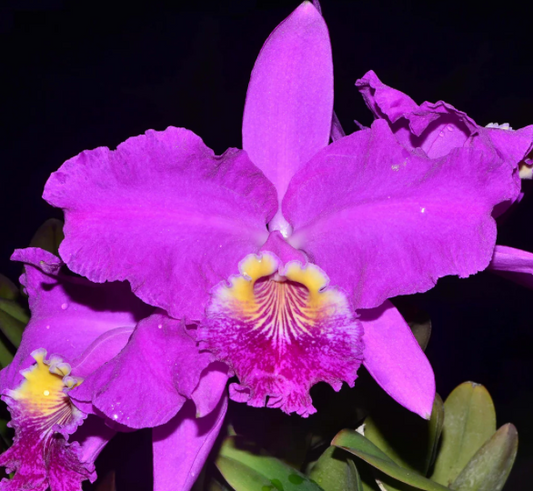 Cattleya Luedemniana 4"