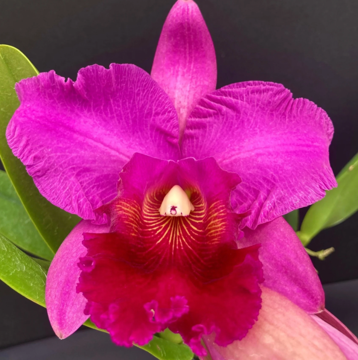 Blc. Amy Wakasugi 6" (0024) NO FLOWER