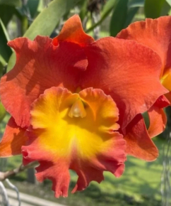 Rlc. Star of Siam Pumpkin 6" (0029) NO FLOWER