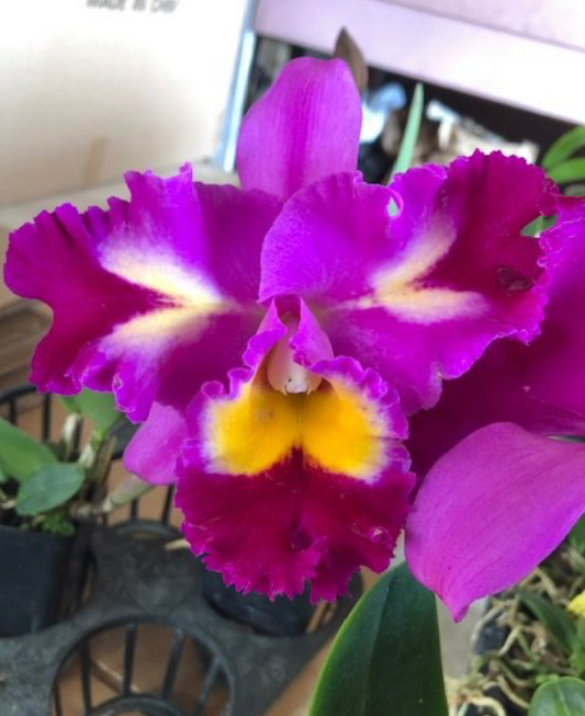 POT. REP CLIFT TSUJI 'HAWAII' 6" 310